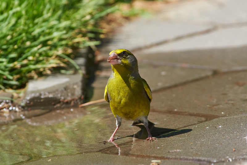 Carduelis chloris фото превью