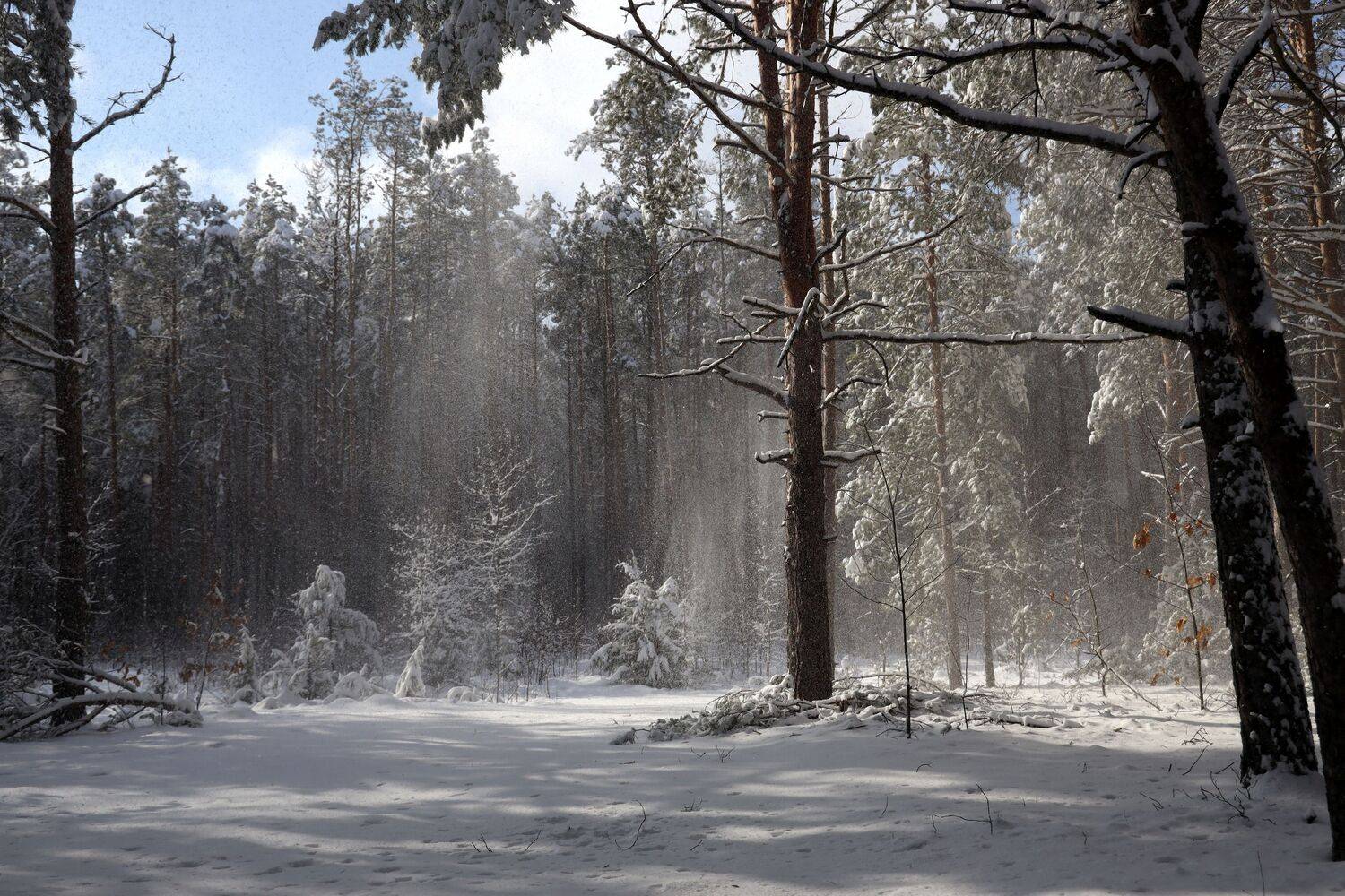 снег природа лес , Колосова Елена