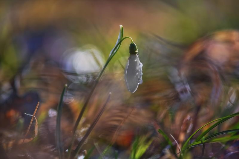 Весенний карнавал 2023 фото превью
