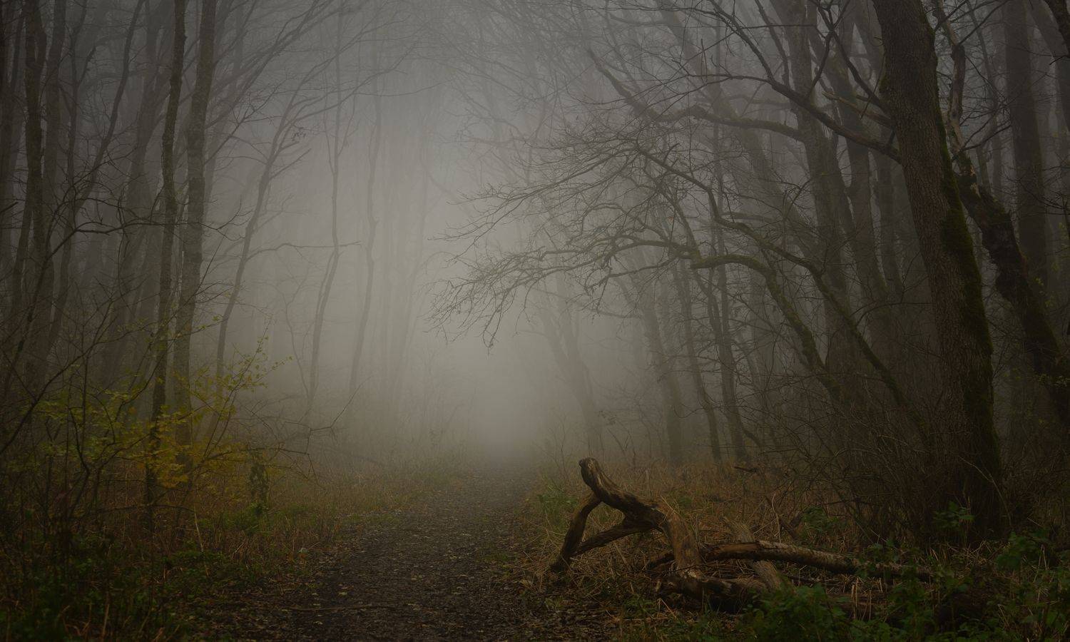 весна туман лес утро, Александр Жарников