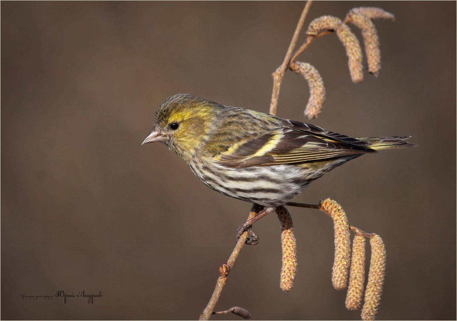 чиж, самка чижа, серёжки ольхи, весна, псковская область, Юрий Андреев