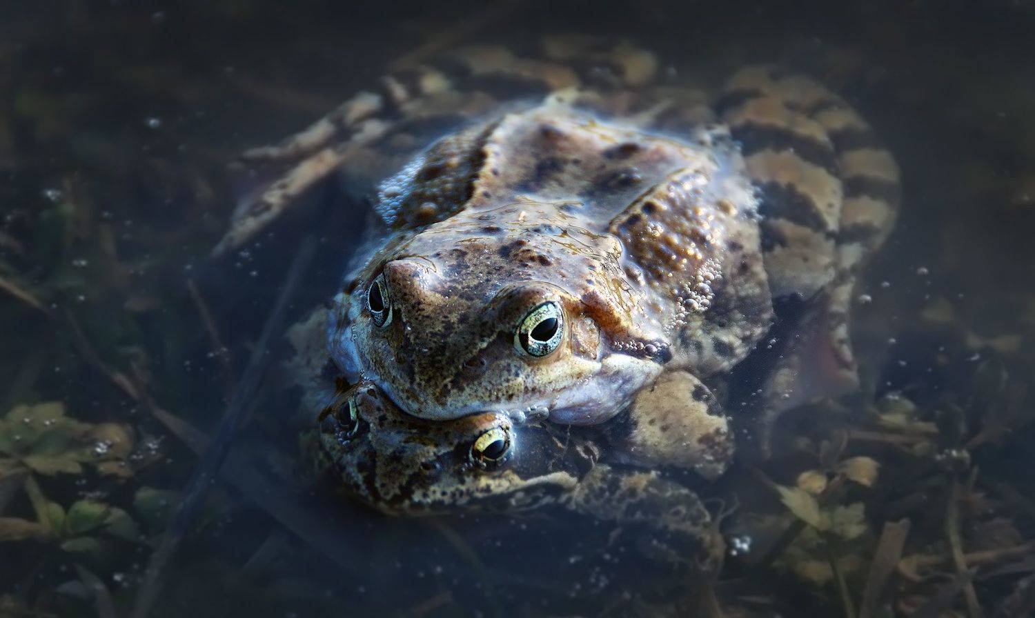 лягушки, весна, Сергей Аникин