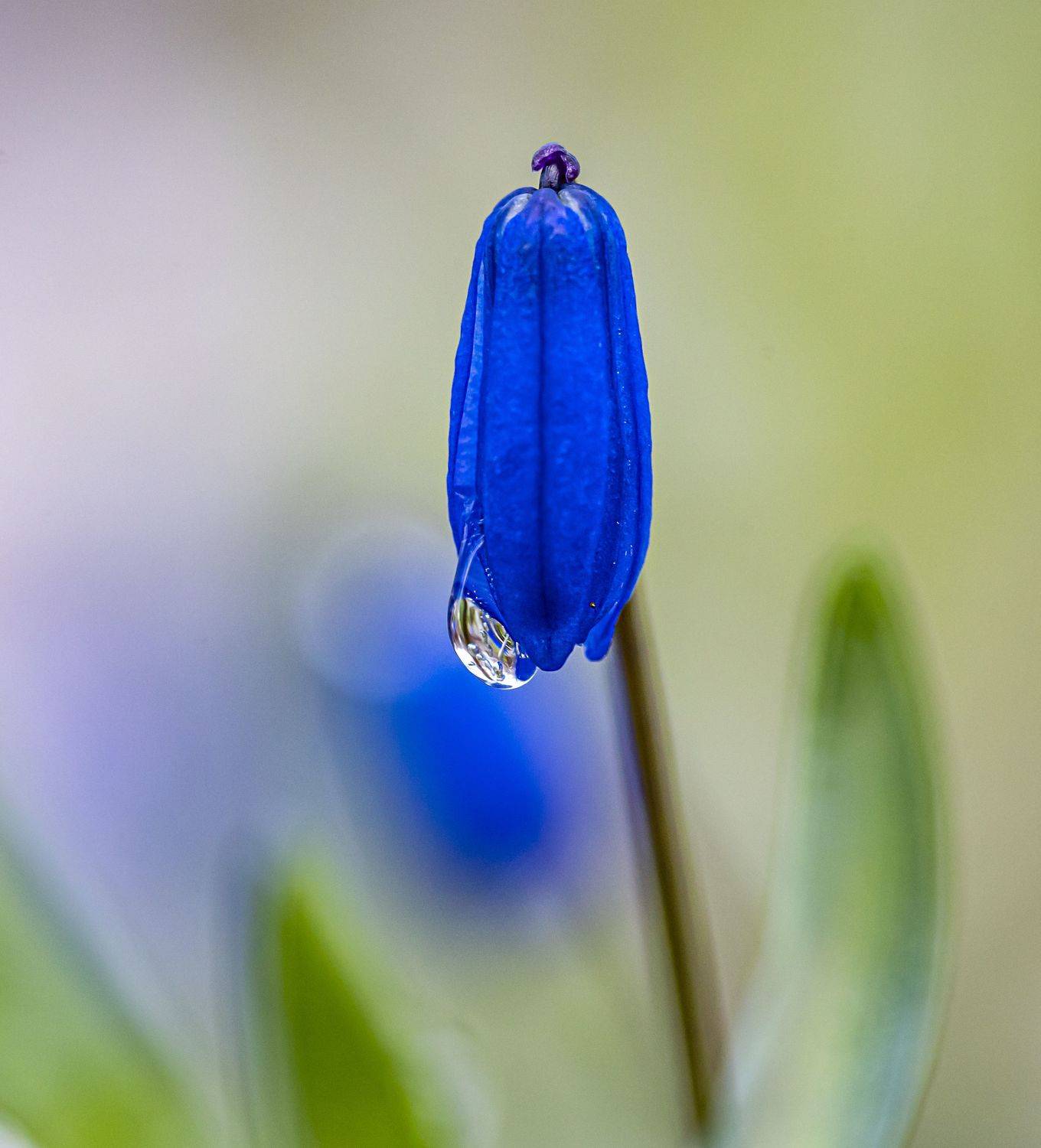 кисловодск, весна, пролески, заморозок, Сергей Савчук
