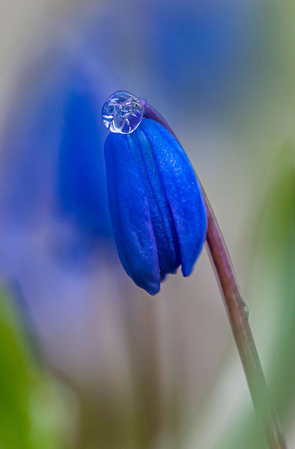 кисловодск, весна, пролески, заморозок, Сергей Савчук