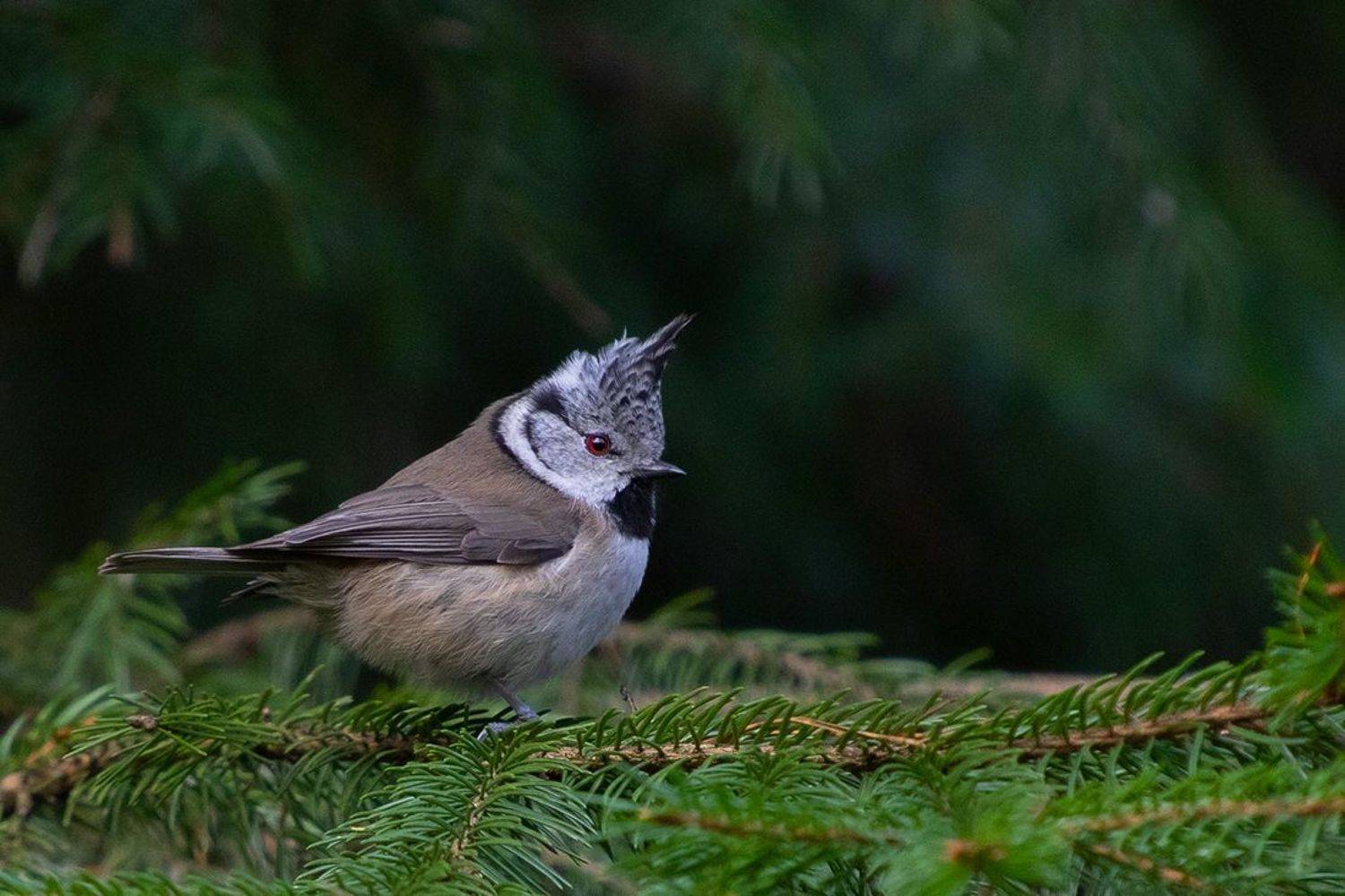 птица  синица  хохлатая  ель, Сытина Наталия