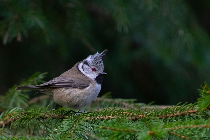 птица  синица  хохлатая  ель Хохлатая синица фото превью