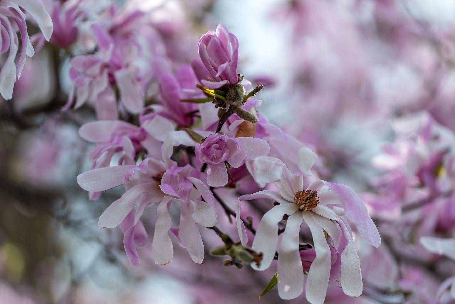 , Александр Земляной