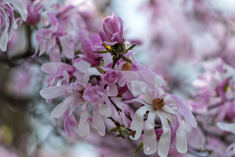 Буйство красок фото превью