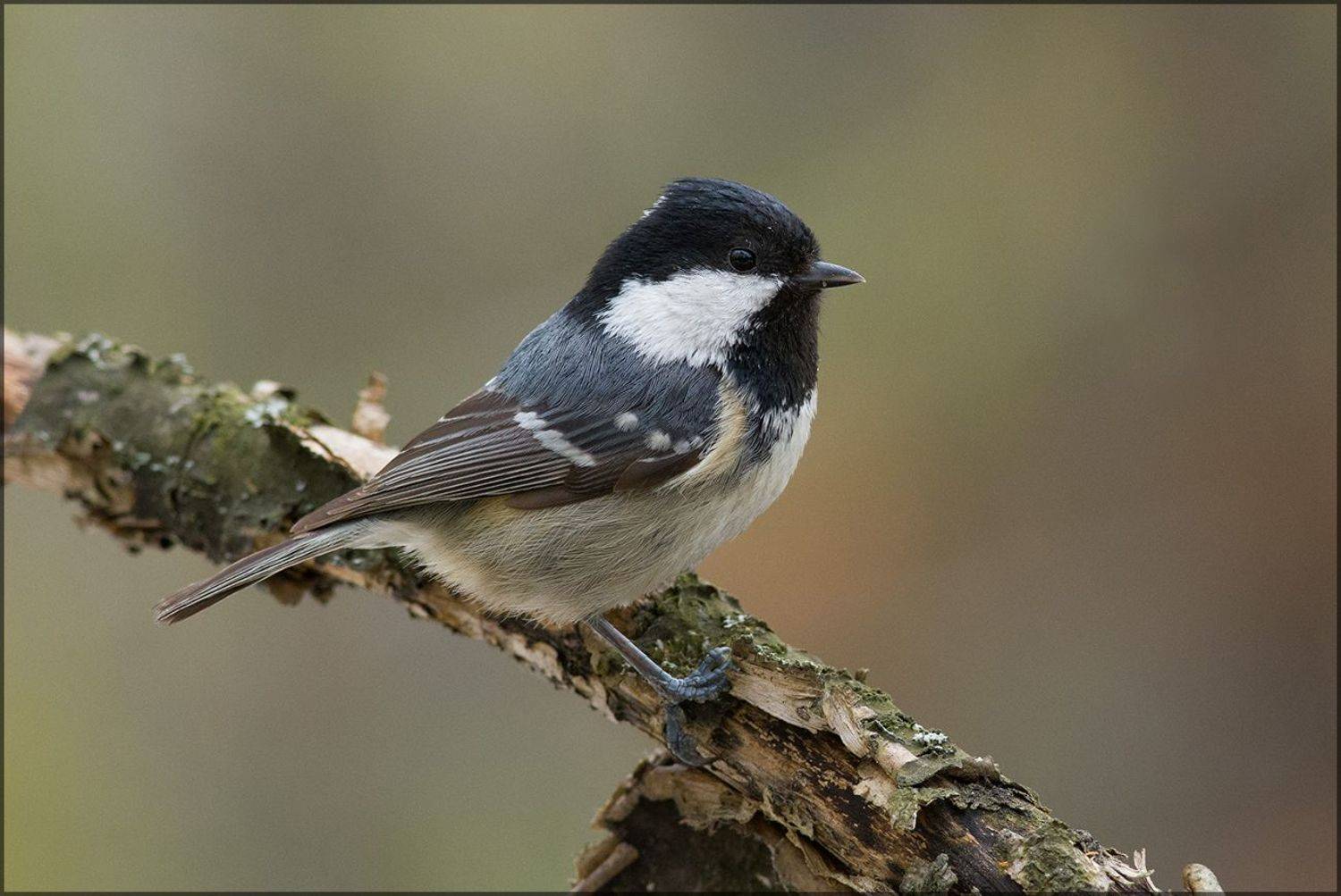 синица,московка,бор, Иван