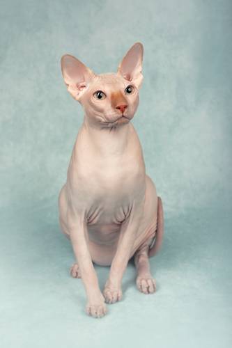 Sphynx cat