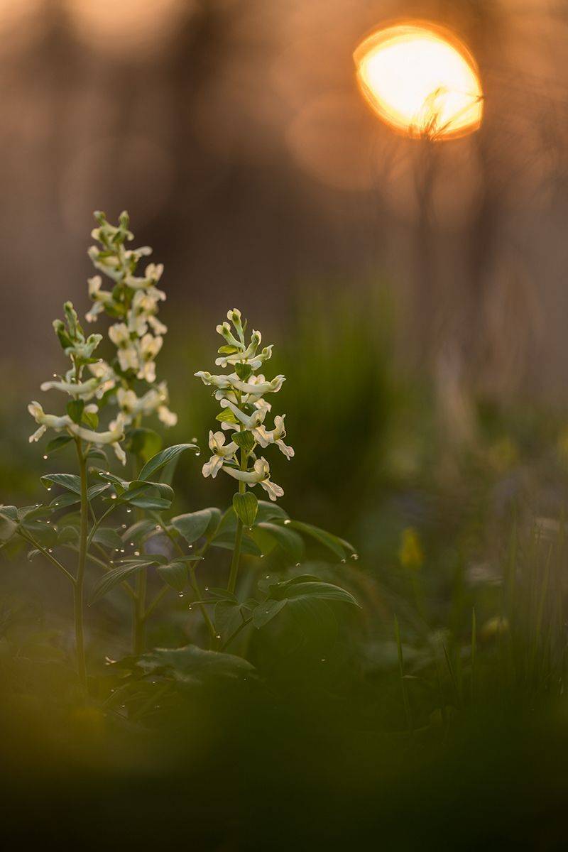 , Илья Михеев