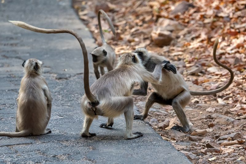 Выразительные хвосты фото превью
