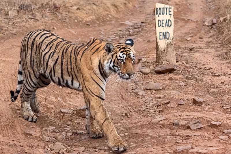 Лучше не проверять фото превью