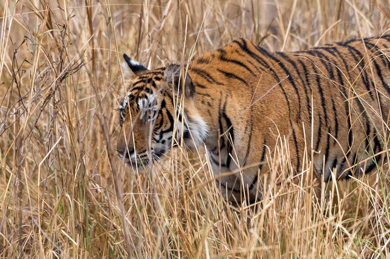 Охота фото превью