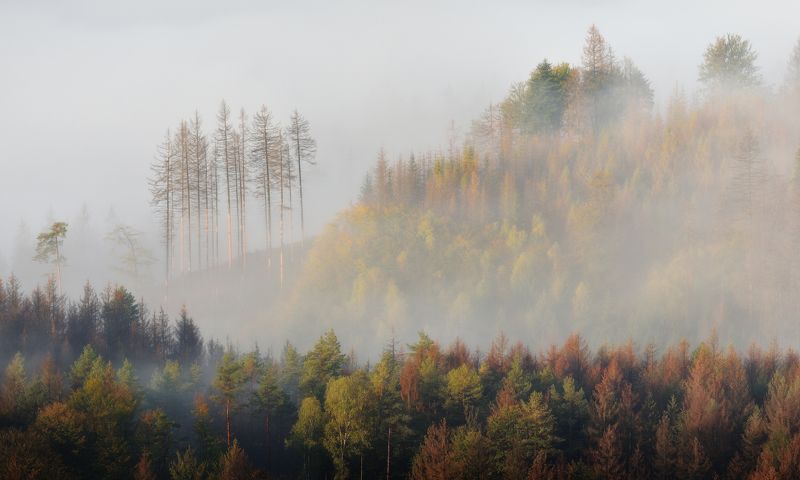 богемия Старый лес фото превью
