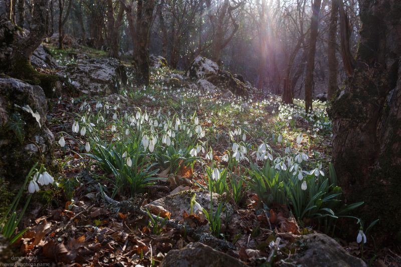 дмитр коваль, гималаи и крым вне треков, пейзаж как магия Лесная Душа фото превью
