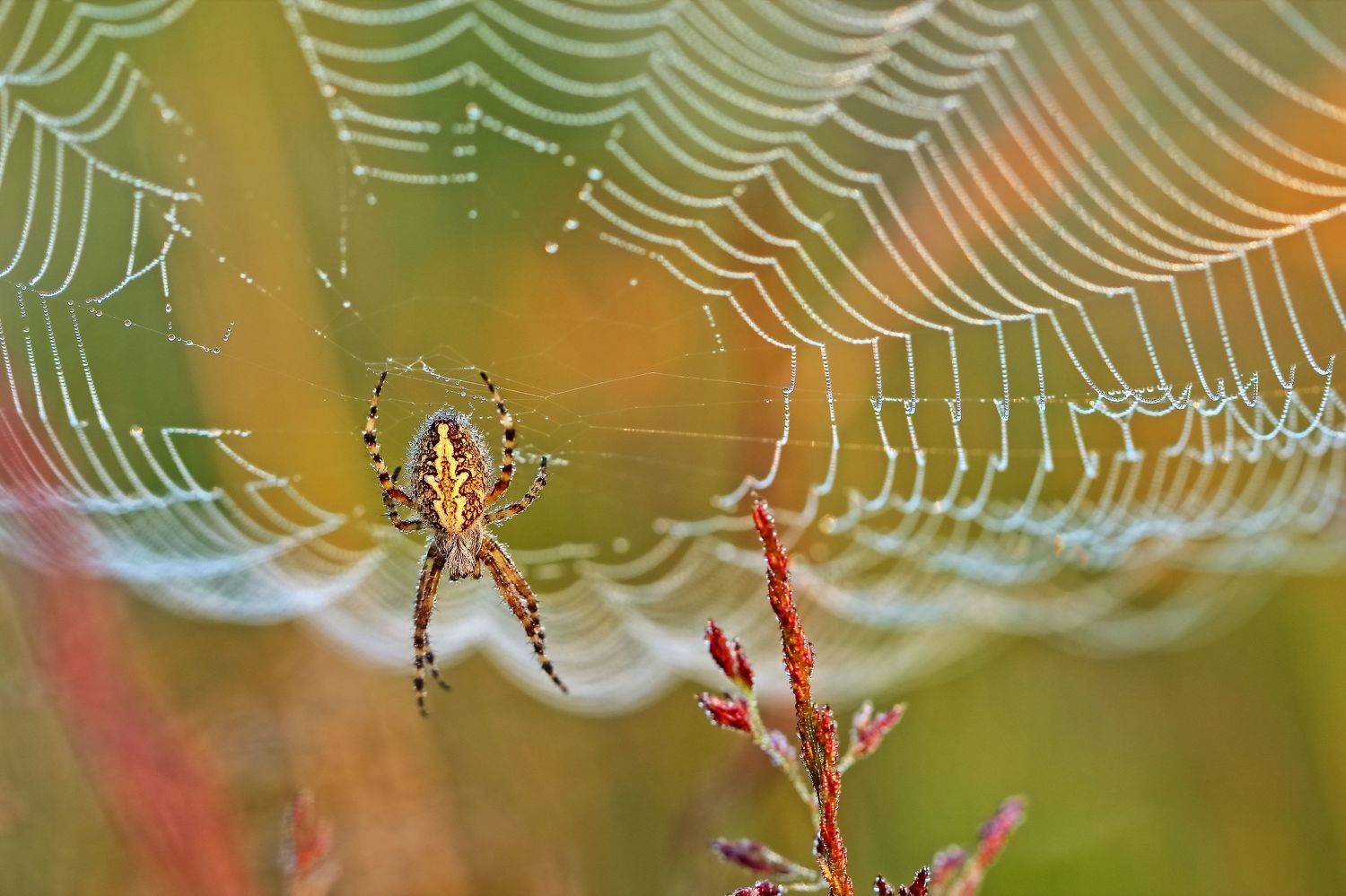 , Олег Резенов