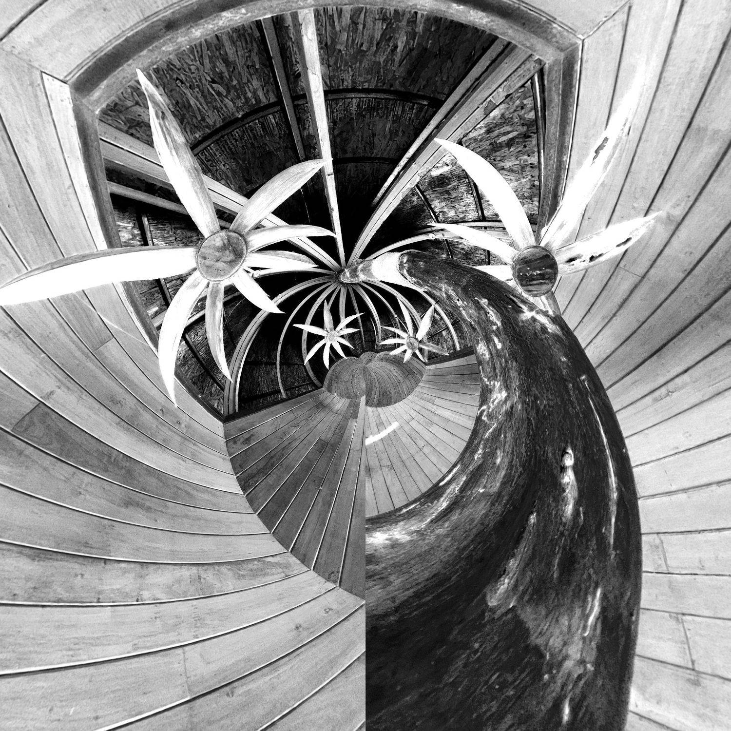 funny camel, abstract, b&w, concept, abstraction, Karina Yakovleva