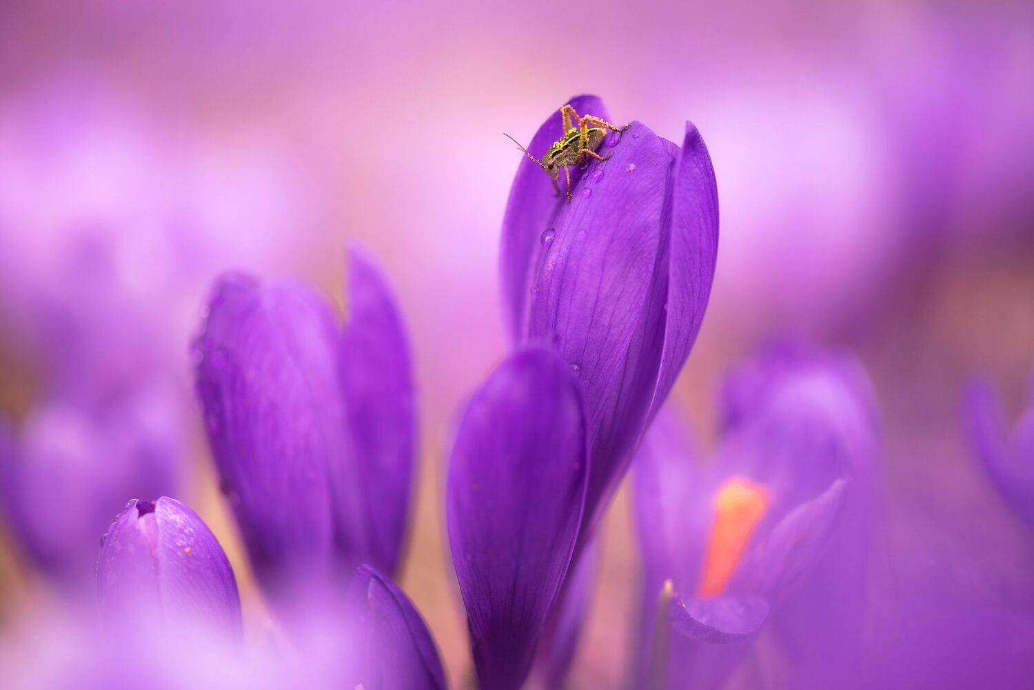 , Mariyana Atanasova - Lucero