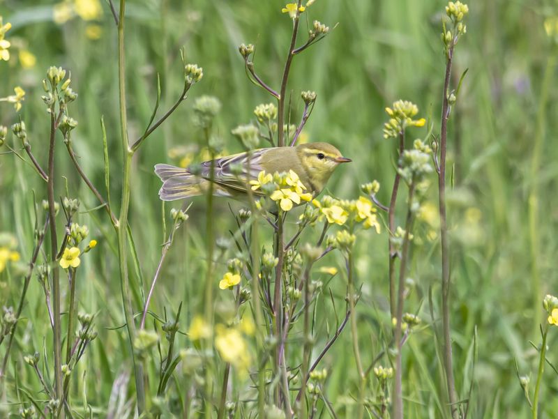 крым, опукский заповедник, птицы, пеночка-трещотка Пеночка-трещотка фото превью