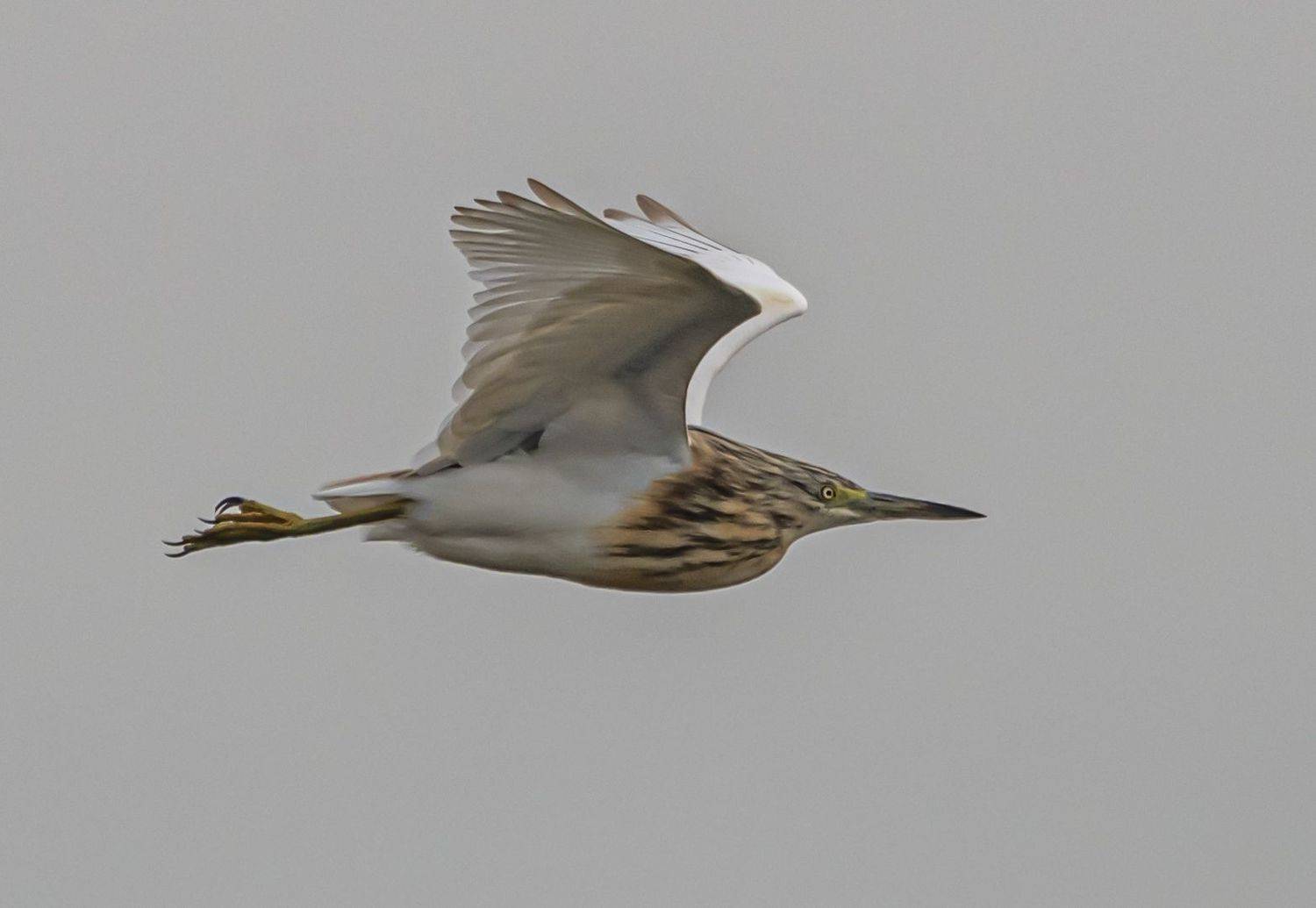 крым, опукский заповедник, птицы, желтая цапля, Сергей Савчук