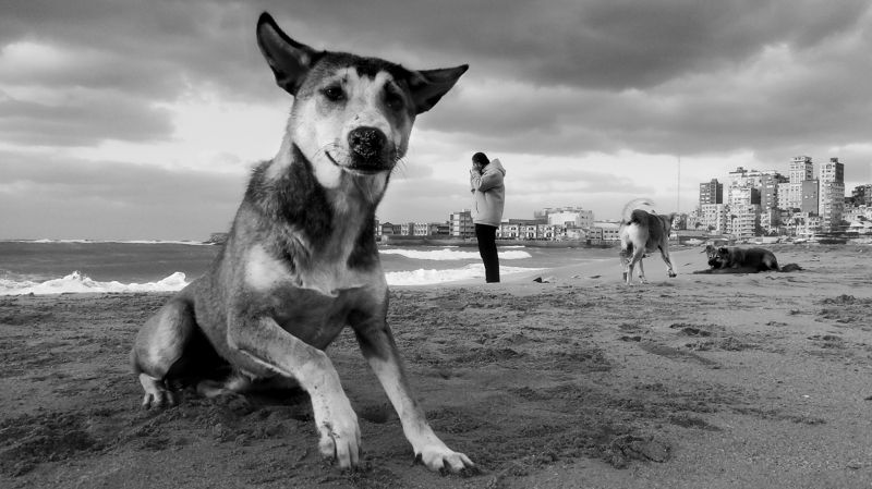 Dog фото превью