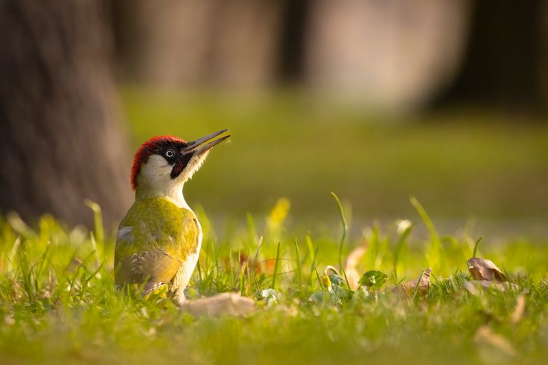 Eurasian Green Woodpecker фото превью