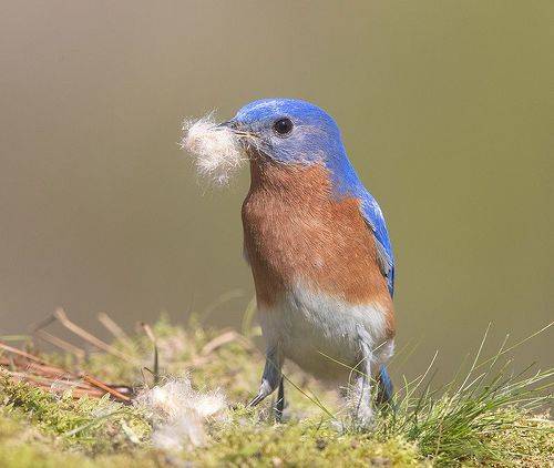 Eastern Bluebird male. Весенние хлопоты