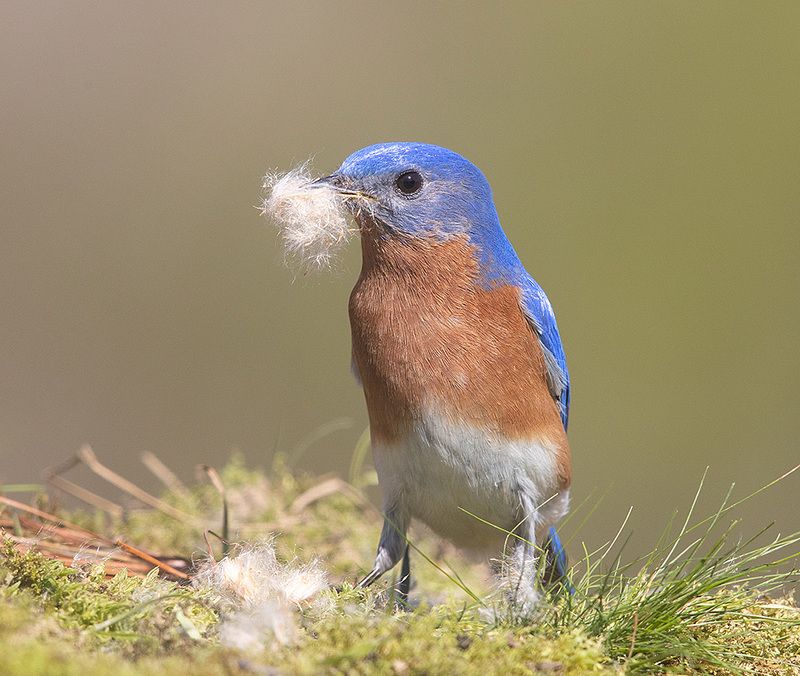 восточная сиалия, eastern bluebird, bluebird, весна Eastern Bluebird male. Весенние хлопоты фото превью