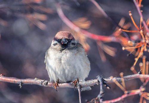 скоро весна..