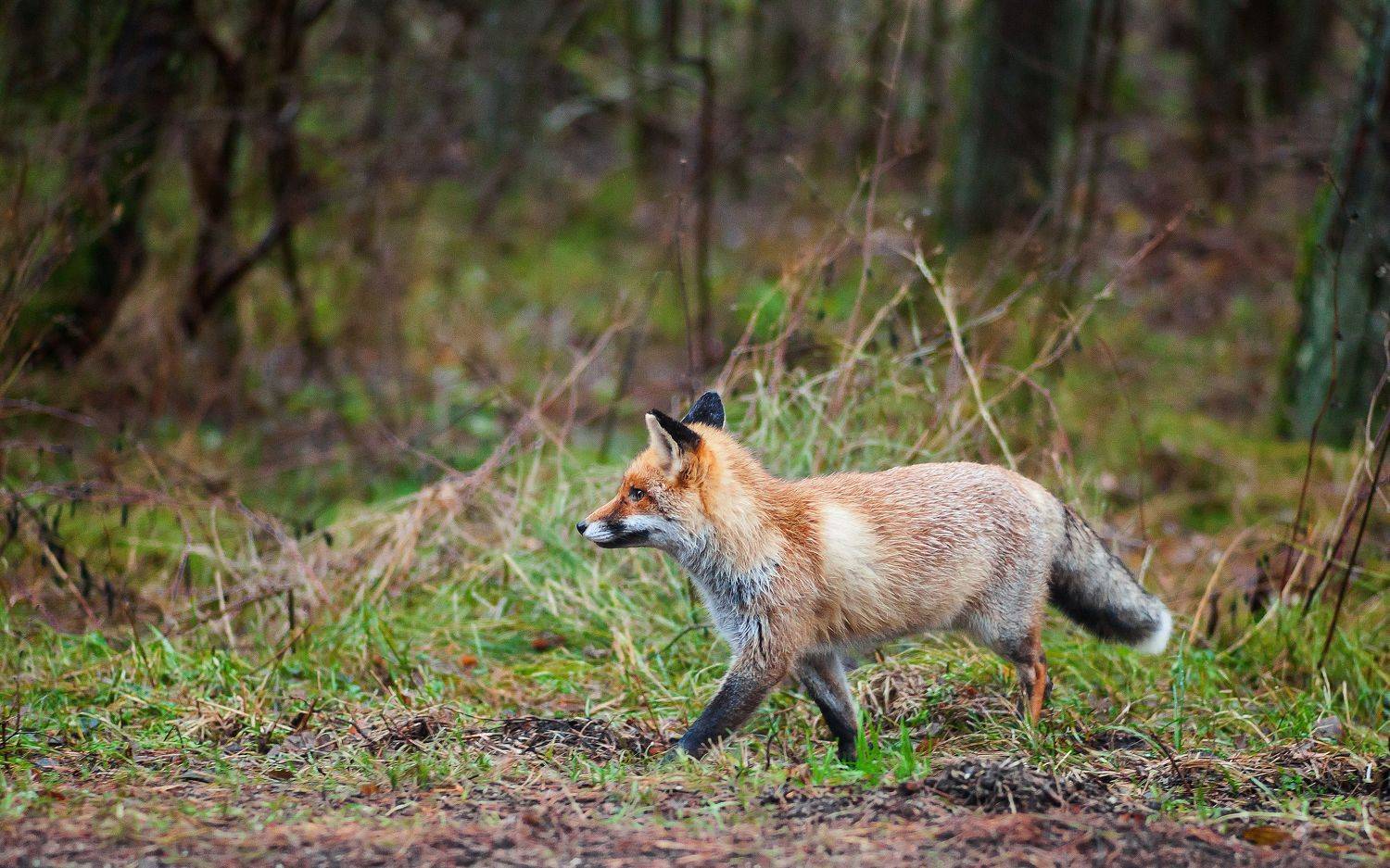Куршская коса, лиса, Lilia Tkachenko