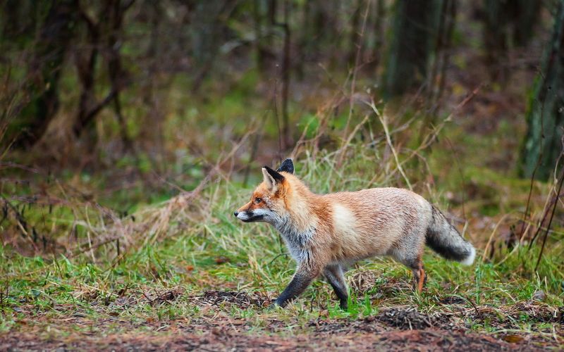 Встреча на Куршской косе фото превью