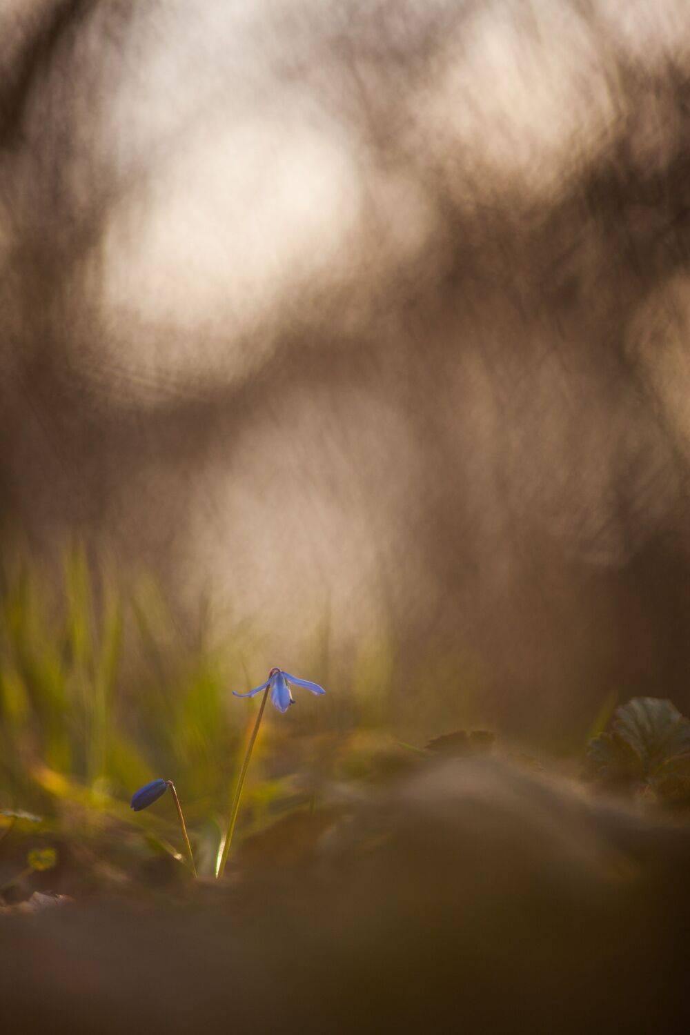 , Викулов Николай