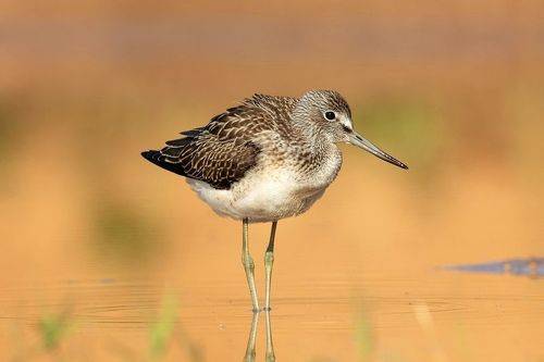 Большой улит