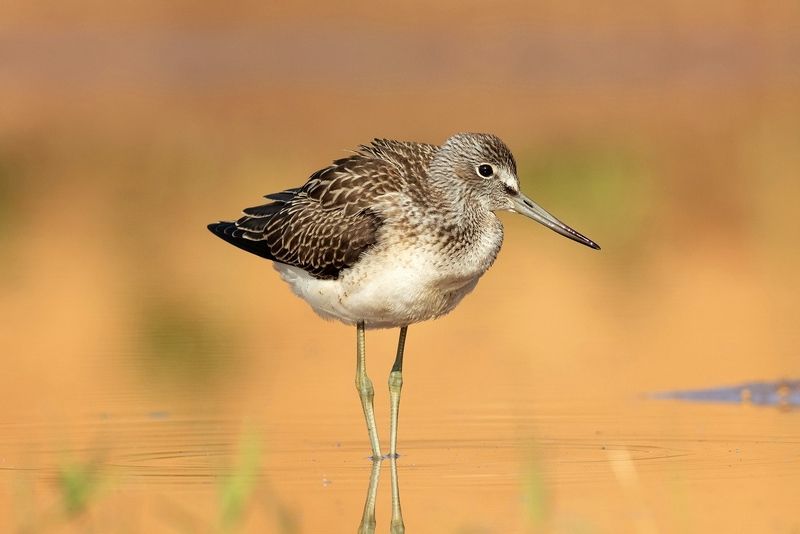 Большой улит фото превью