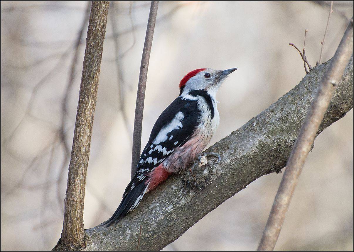 москва, весна, март, парк, птица, АНАТОЛИЙ ДОВЫДЕНКО