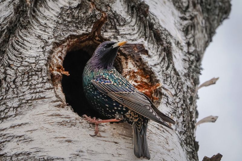 Скворцы фото превью
