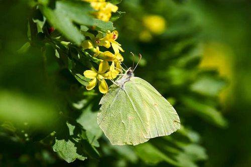 Gonepteryx rhamni