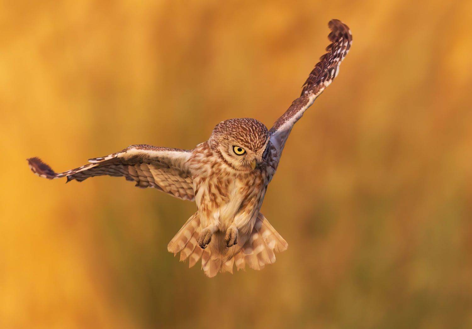 , Фруман Евгений