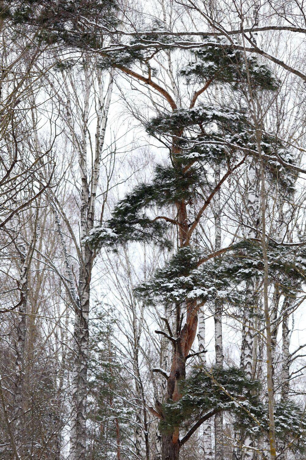 , Колосова Елена