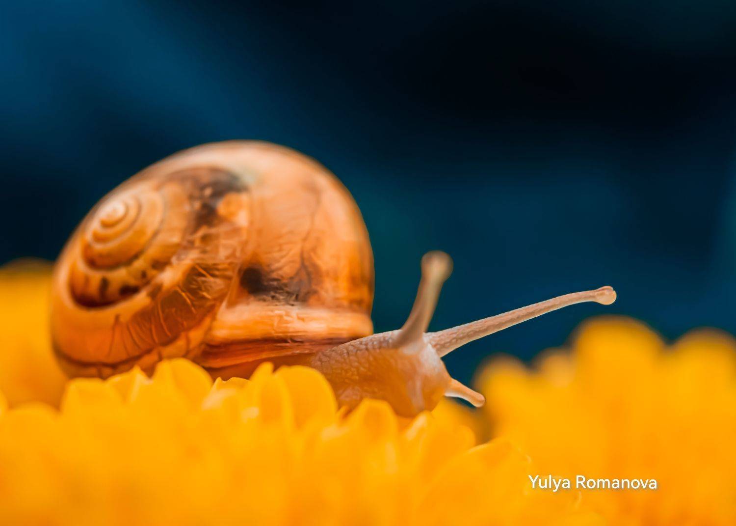 макро, улитка, природа, макро мир, макро природа, YULYA ROMANOVA