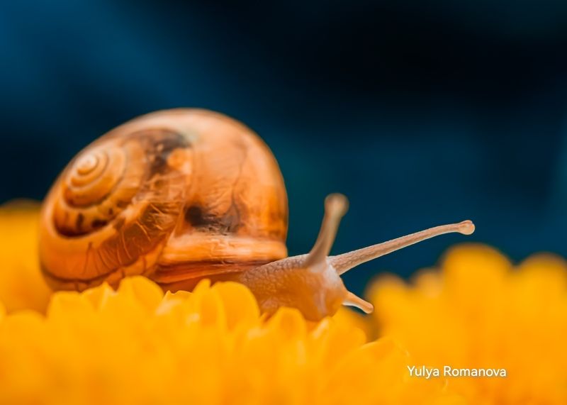 макро, улитка, природа, макро мир, макро природа  фото превью