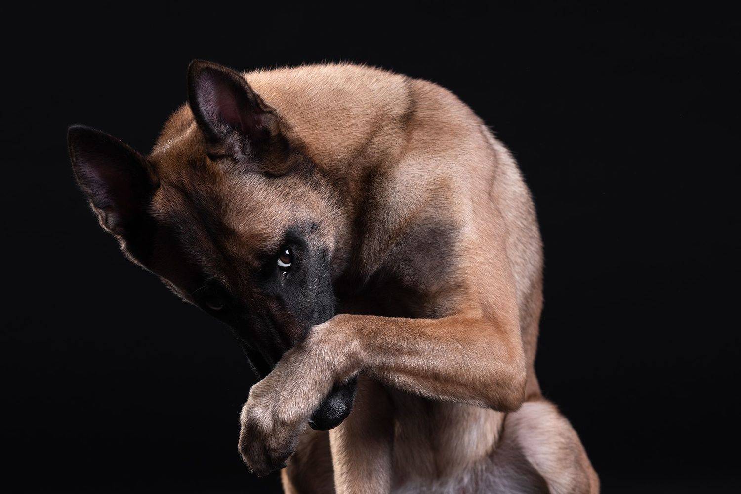 собака, животное, dog, малинуа, овчарка, malinua, Евгений Крутиков