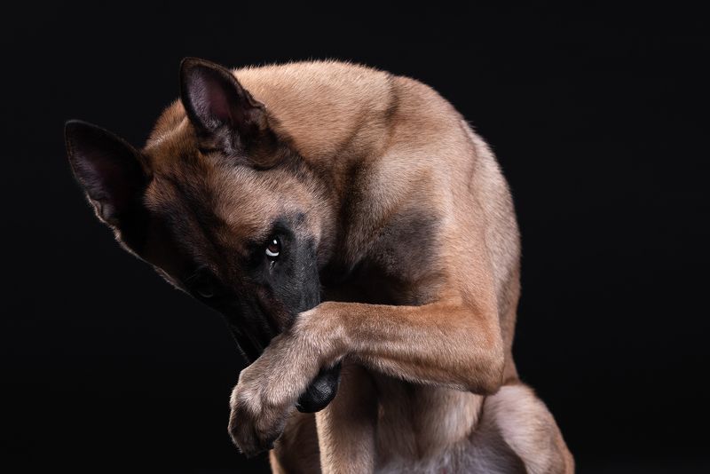 собака, животное, dog, малинуа, овчарка, malinua Стыдно фото превью