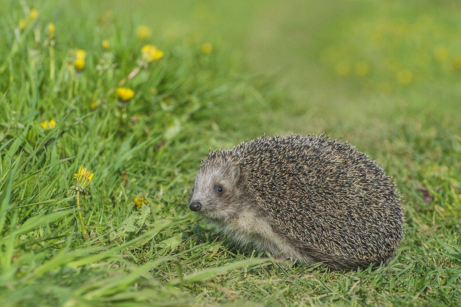 ёж, одуванчики, Михаил Агеев