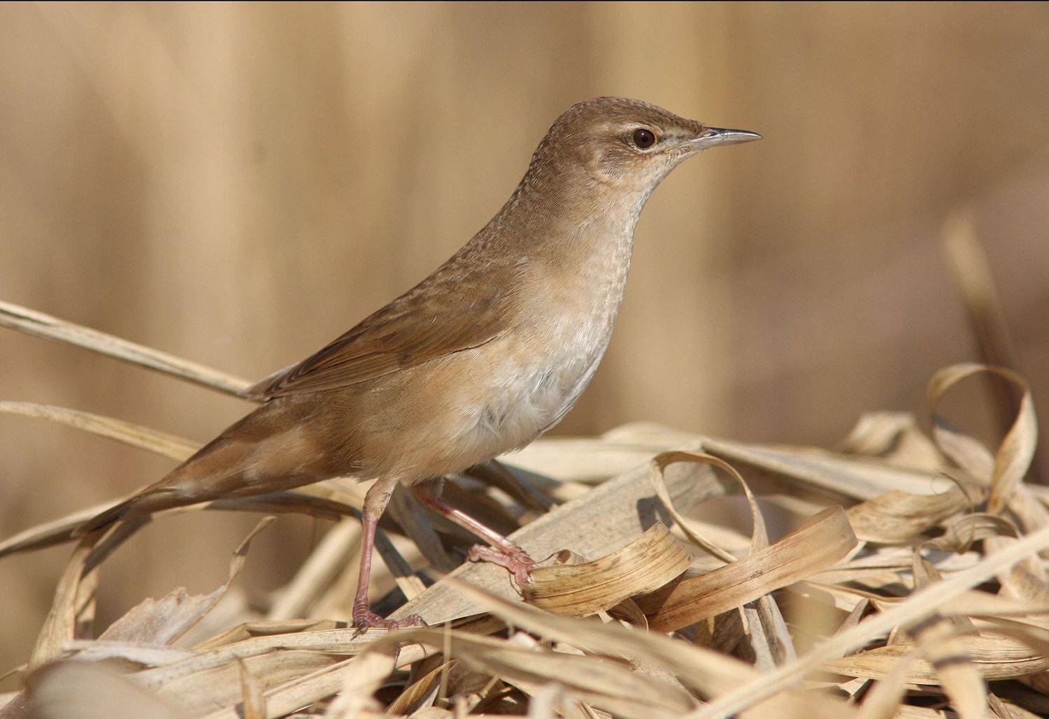 locustella luscinioides, Хромушин Олег