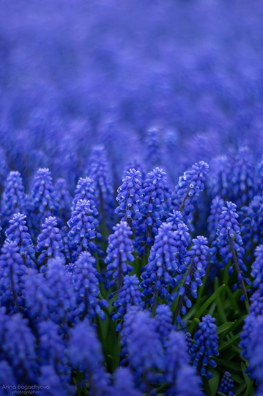 Мускари фото превью