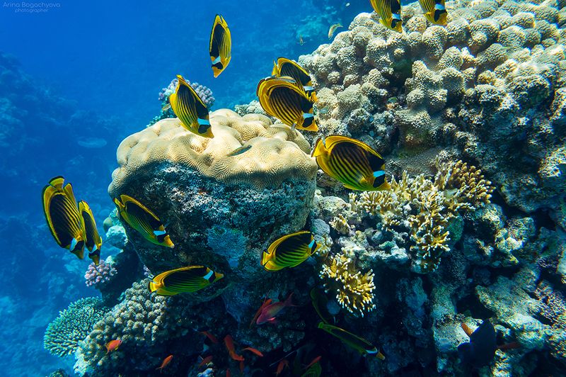 Красное море,  Шарм-эль-Шейх фото превью