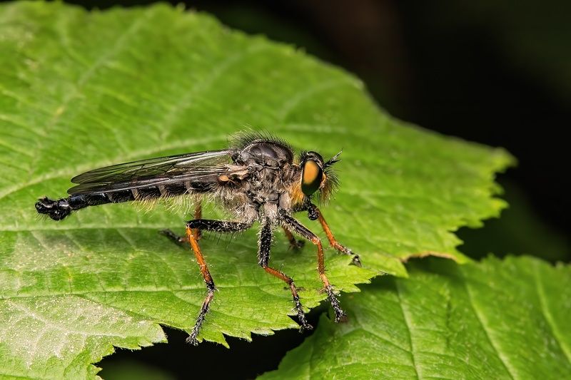 Robber Flies фото превью