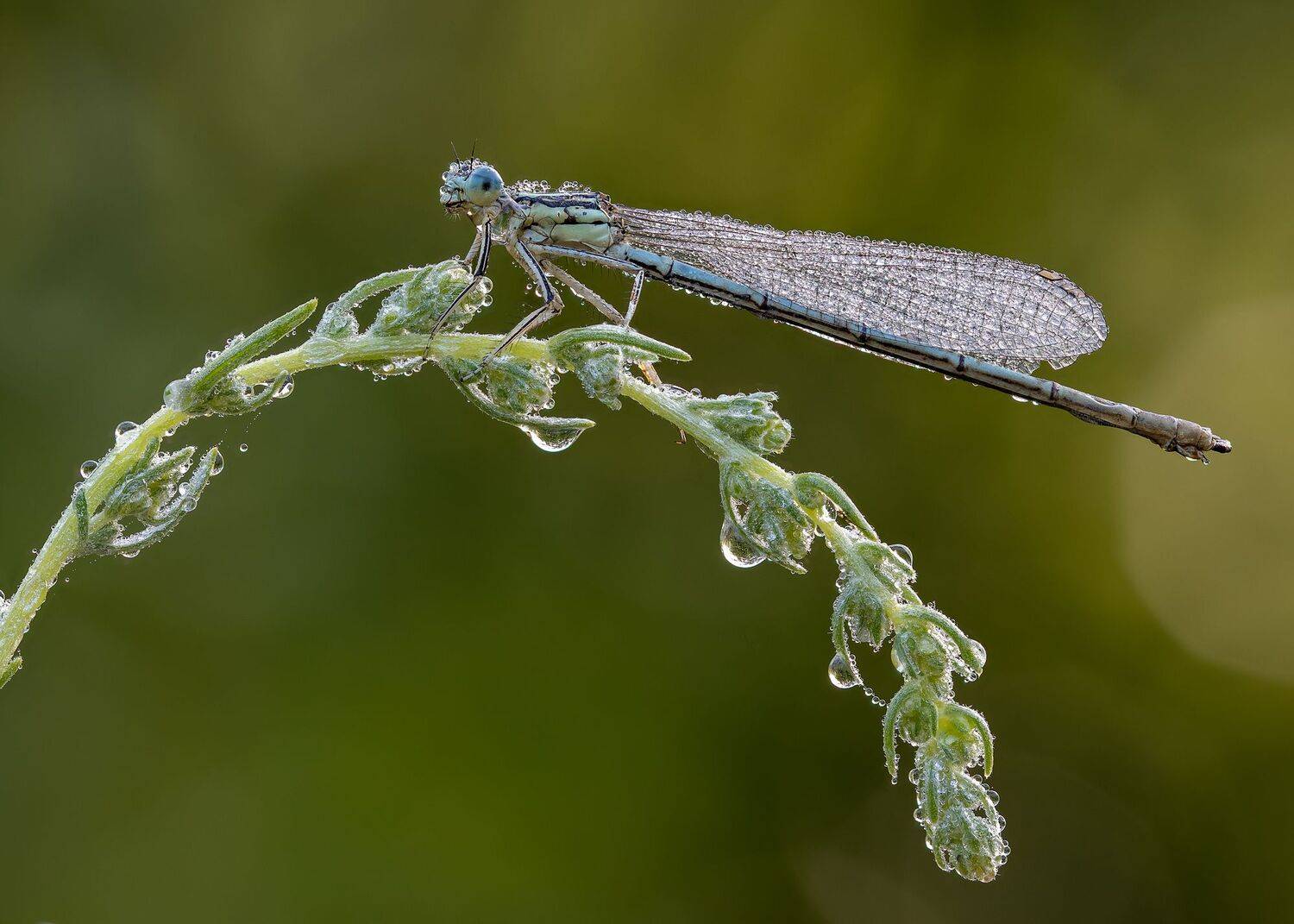 , Кузнецов Дмитрий